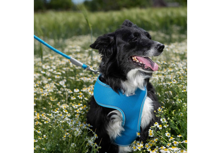 Viva Rope Lead Reflective Blue 1.07mx12mm