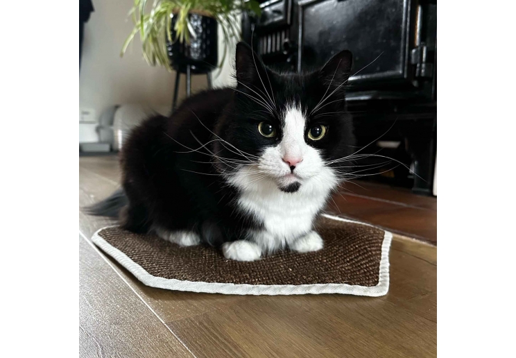 Hanging Cat Scratcher