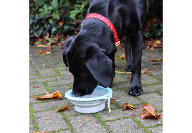 Collapsible Travel Bowl Medium