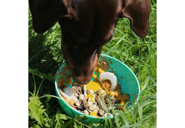 Orva Enrichment Wobble Bowl