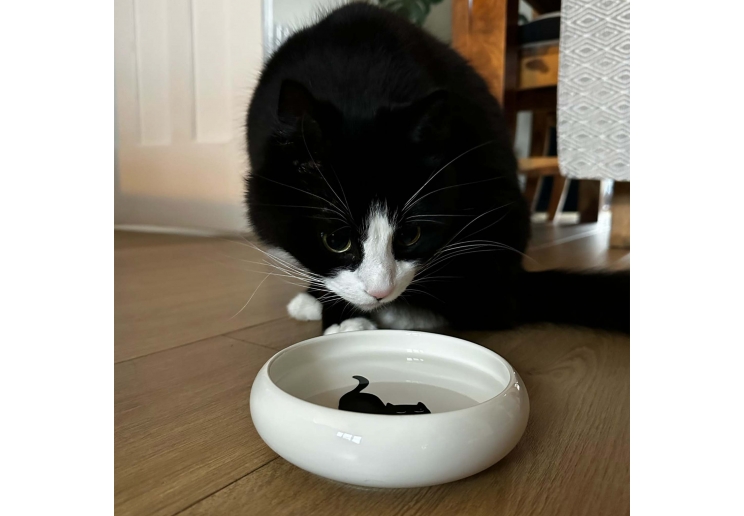 Curved Edge Cat Dish