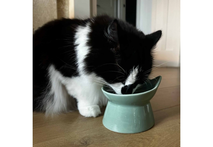 Raised Cat Feeder Sage Green