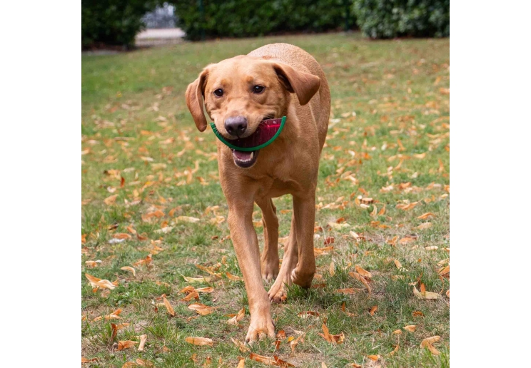 Ice Paws Watermelon Cooling Toy