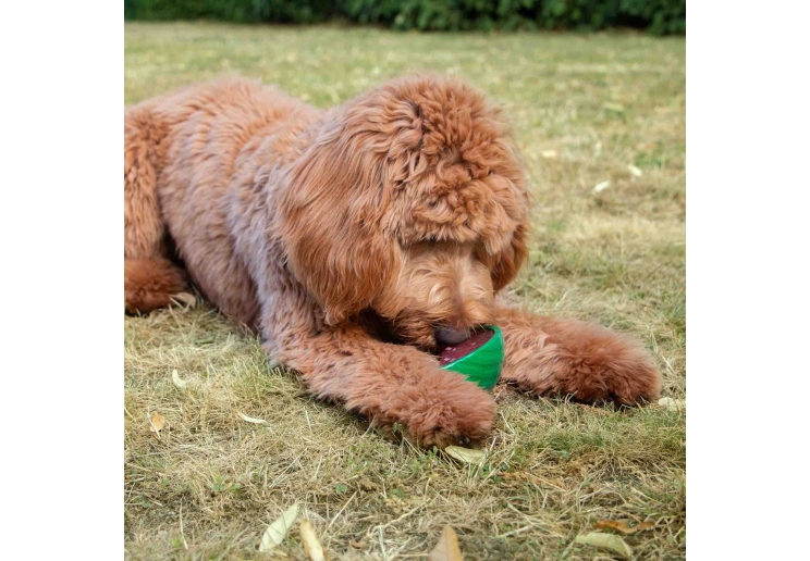 Ice Paws Watermelon Cooling Toy