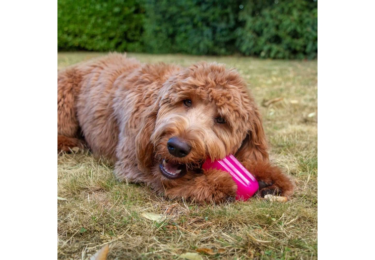 Ice Paws Large Ice Lolly Cooling Toys