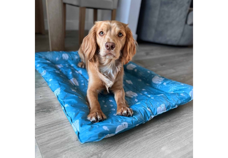 Ice Paws Cooling Bed Large 68cm X 91cm