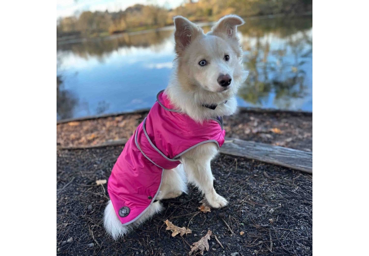 Stormguard Dog Coat Pink M