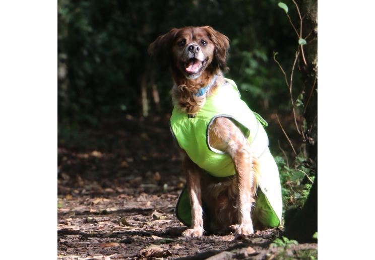 Stormguard Dog Coat Hi-Vis S