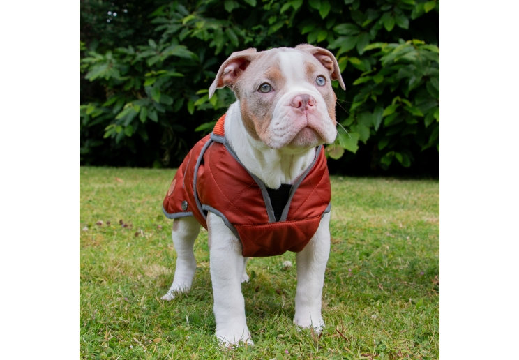 Heritage Terracotta Quilted Coat XL