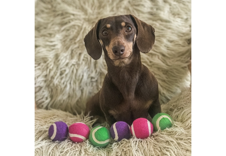 Small Bite Mini Tennis Balls 6pc pack