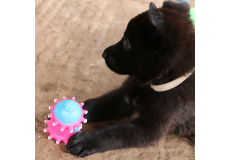 Small Bite Vinyl Puppy Selection 4pc pack