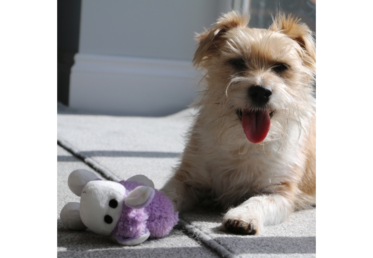 Small Bite Plush Lamb Lilac