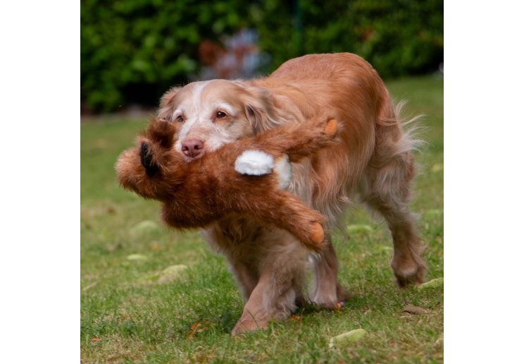 Heritage Harris Hare