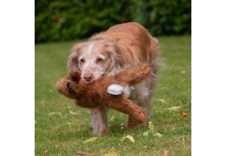 Heritage Harris Hare