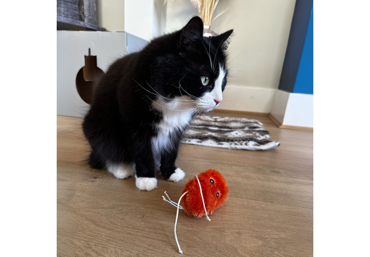 Lacey The Sweet Potato