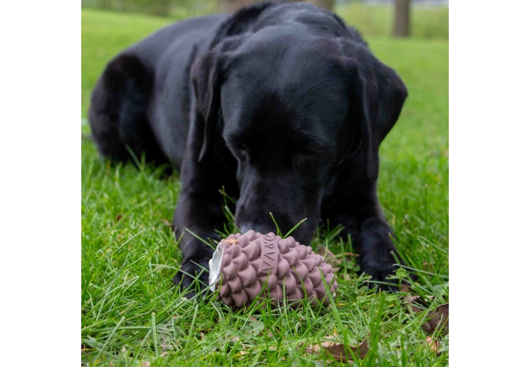 Orva Large Pine Cone - Medium Chewers