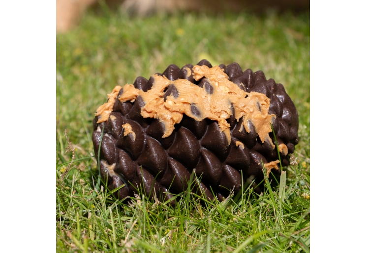Orva Pine Cone