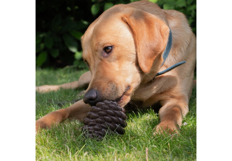 Orva Pine Cone