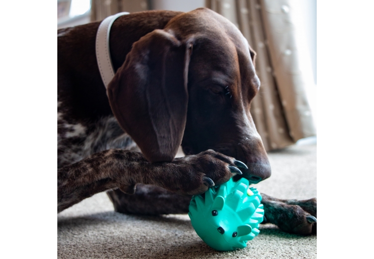 Orva Hedgehog Treat Toy