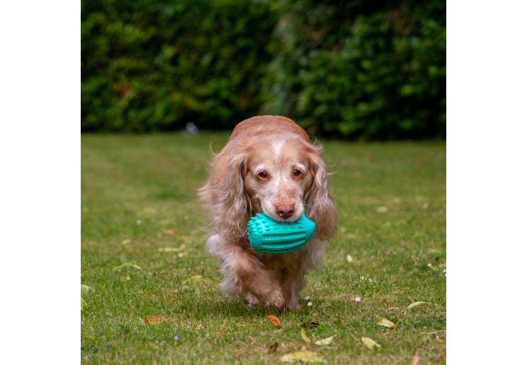 Orva Hedgehog Treat Toy