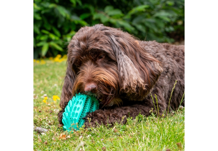 Orva Hedgehog Treat Toy