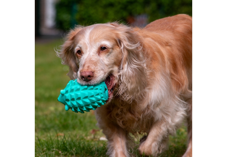 Orva Hedgehog Treat Toy