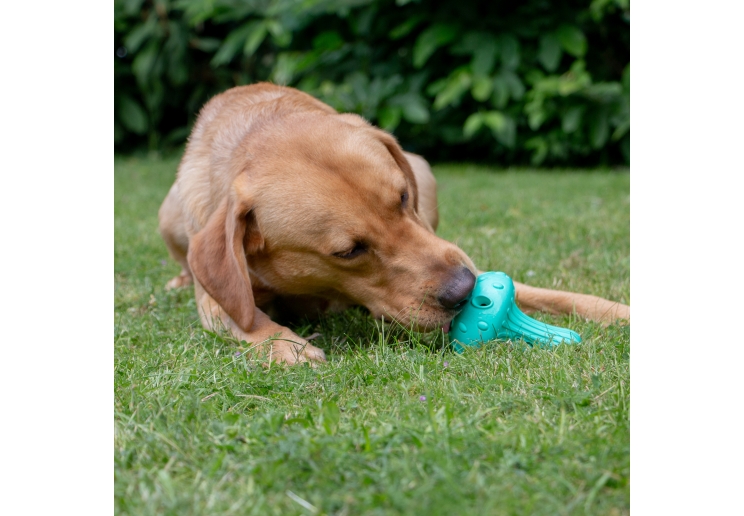 Orva Mushroom Treat Toy