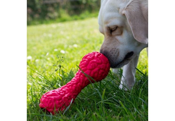 Orva Brain Treat Dumbbell