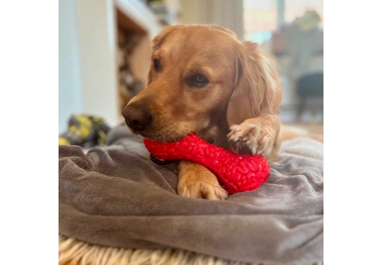 Orva Brain Treat Dumbbell