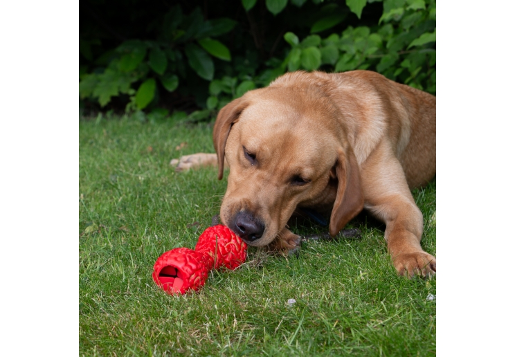 Orva Brain Treat Dumbbell