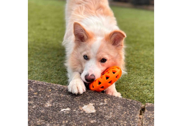 Tough Floating Donut with Strap
