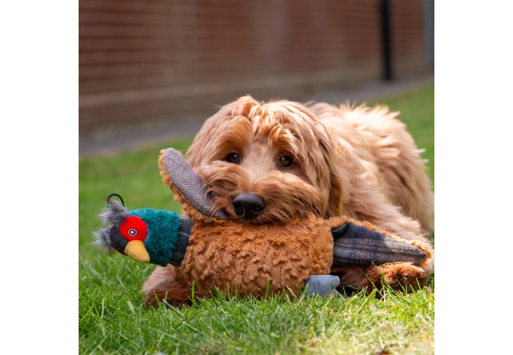 Heritage Phoebe Pheasant