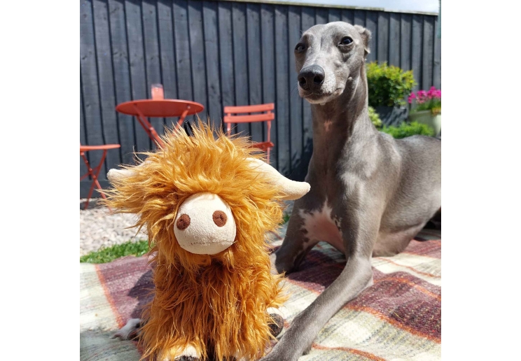 Heritage Fergus Highland Cow