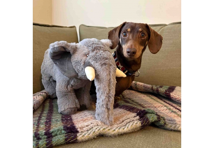 Made From Edgar Elephant