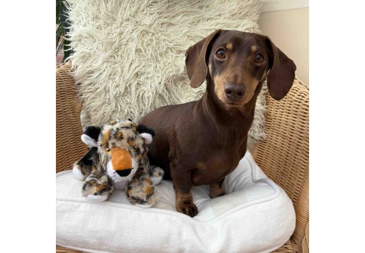 Made From Leo Leopard Mini