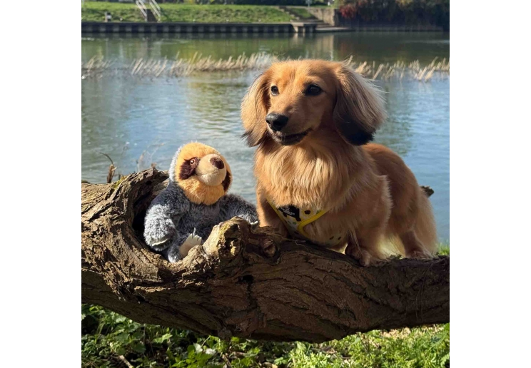 Made From Scout Sloth Mini