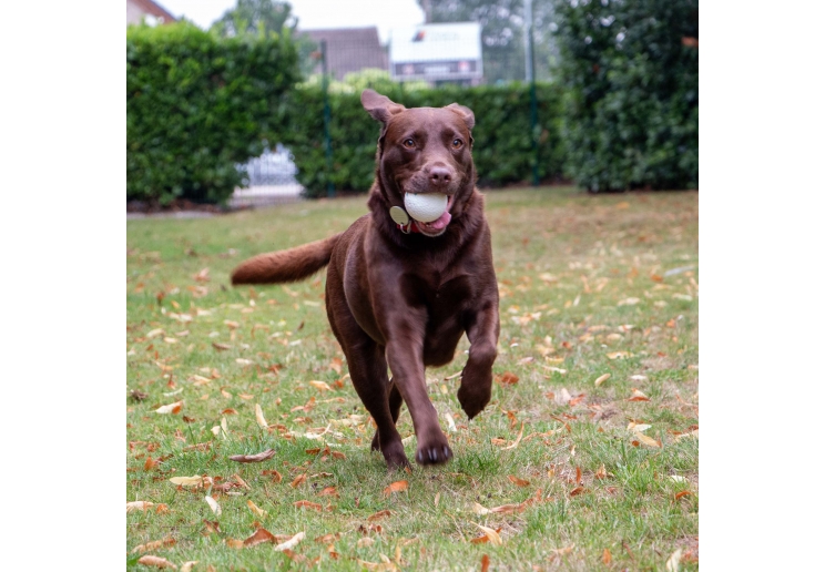Chase Floating Ball
