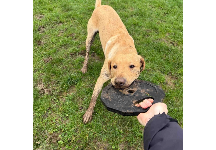 Tough Super Barbell Plate