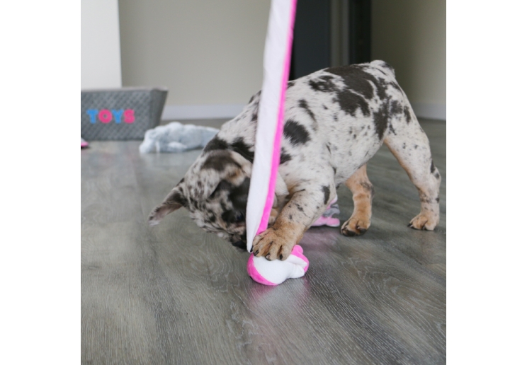 Small Bite Snake Teaser