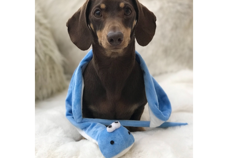 Small Bite Snake Teaser