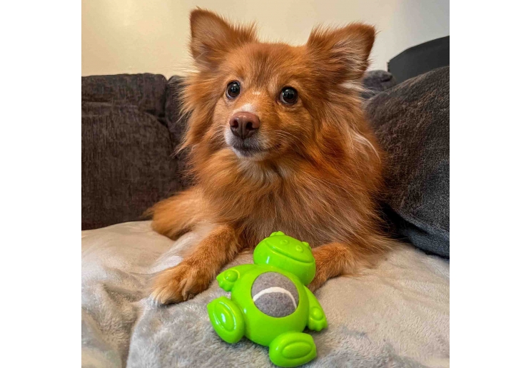 Small Bite Ball Belly Pig Frog Elephant