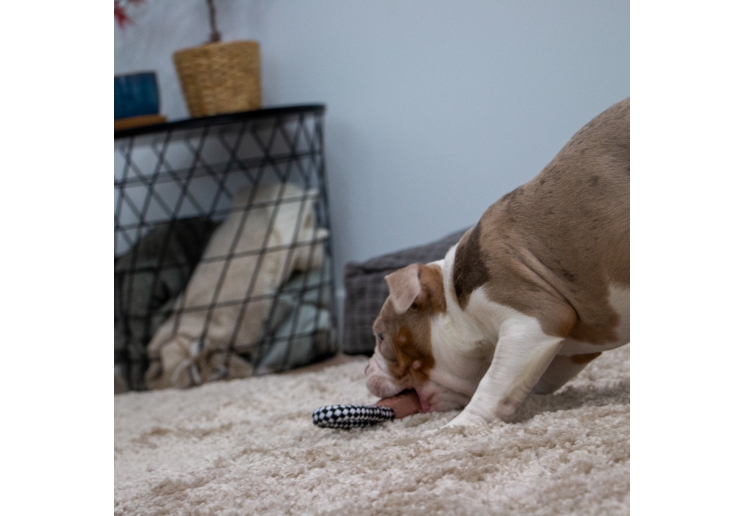 Small Bite Teddy Teether Tugger