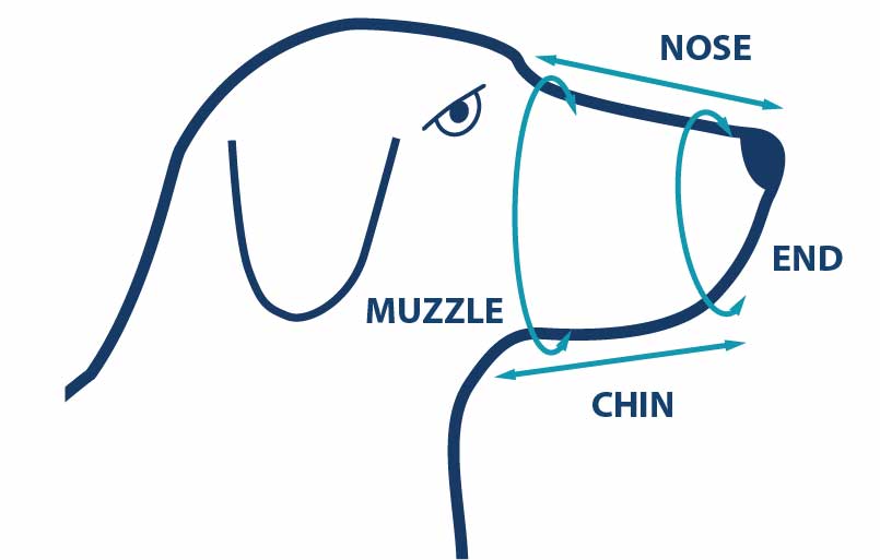 A simple line drawing of a dog's head in profile demonstrates how to measure for a basket muzzle. The muzzle is outlined with two circular measurement guides. A horizontal arrow labeled Nose runs along the top of the muzzle from the bridge near the eyes to the tip of the nose. A circular guide labeled Muzzle wraps around the widest part of the muzzle to indicate muzzle circumference. A second circular guide at the front opening is labeled End, indicating the circumference of the muzzle opening. A horizontal arrow labeled Chin runs along the underside of the muzzle from below the eyes to the front opening, showing the chin length measurement. The diagram uses blue outlines with teal measurement arrows and labels on a white background.